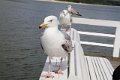 IMG_0452