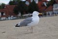 IMG_0557